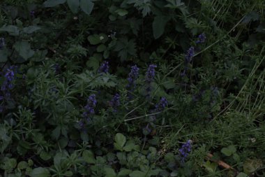 Kırsalda ilkbahar bitkileri