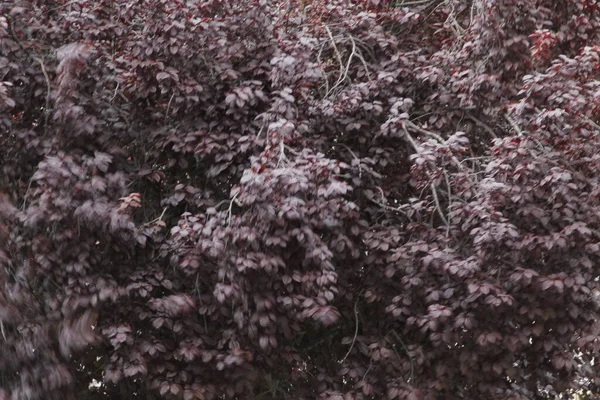 Vårvegetation Landsbygden — Stockfoto