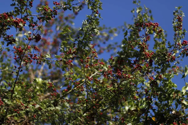 Frühlingsvegetation Auf Dem Land — Stockfoto