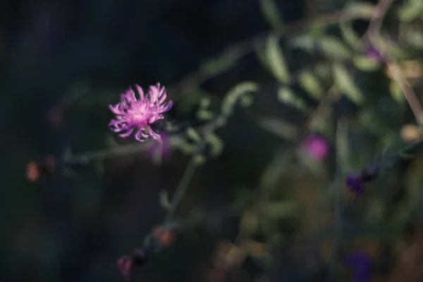 Frühlingsvegetation Auf Dem Land — Stockfoto