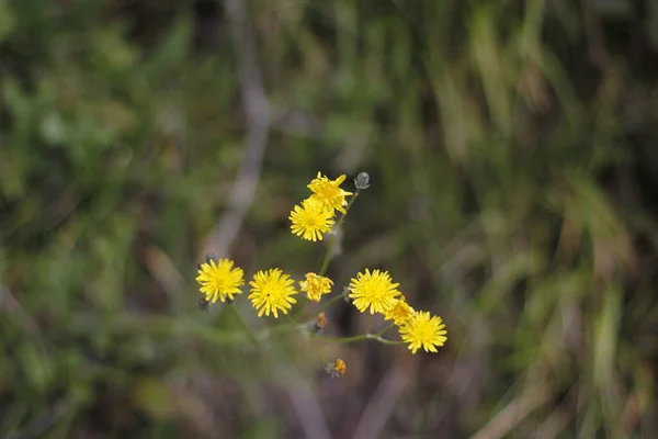 Spring Vegetation Countryside — Stock Photo, Image