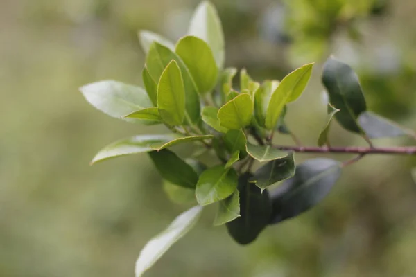 Frühlingsvegetation Auf Dem Land — Stockfoto