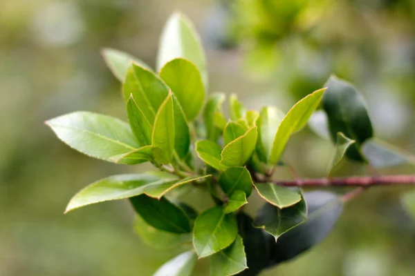 Frühlingsvegetation Auf Dem Land — Stockfoto