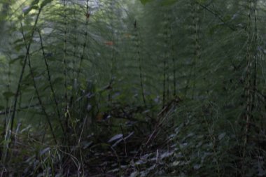 Bir şehir parkında bitki örtüsü