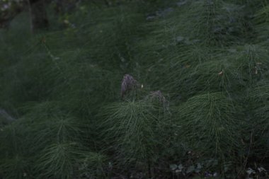 Bir şehir parkında bitki örtüsü