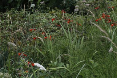 Bir şehir parkında bitki örtüsü