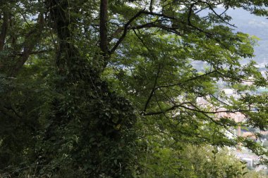 Bir şehir parkında bitki örtüsü