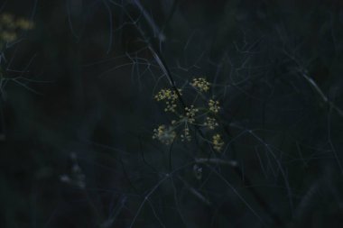 Bir şehir parkında bitki örtüsü