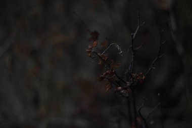 Bir şehir parkında bitki örtüsü