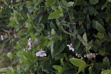 Bir şehir parkında bitki örtüsü