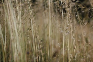 Bir şehir parkında bitki örtüsü