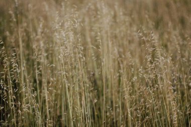 Bir şehir parkında bitki örtüsü