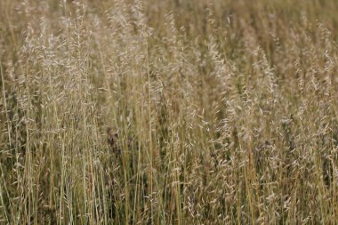 Bir şehir parkında bitki örtüsü