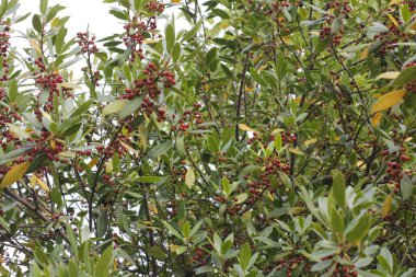 Bir şehir parkında bitki örtüsü