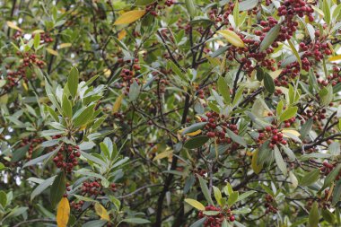 Bir şehir parkında bitki örtüsü