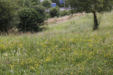 Bir şehir parkında bitki örtüsü