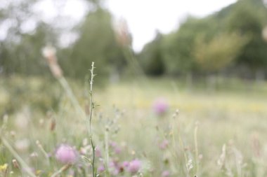 Bir şehir parkında bitki örtüsü