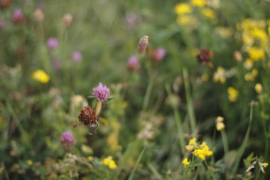 Bir şehir parkında bitki örtüsü
