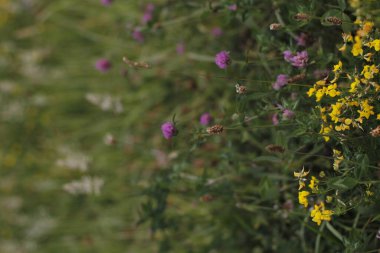 Bir şehir parkında bitki örtüsü