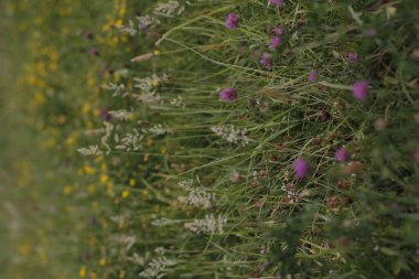 Bir şehir parkında bitki örtüsü