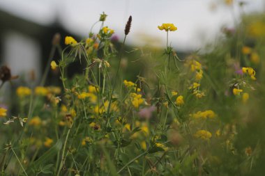 Bir şehir parkında bitki örtüsü