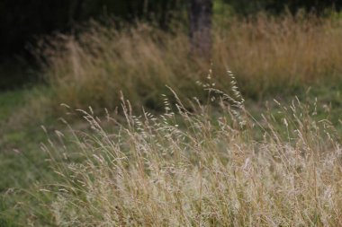 Bir şehir parkında bitki örtüsü