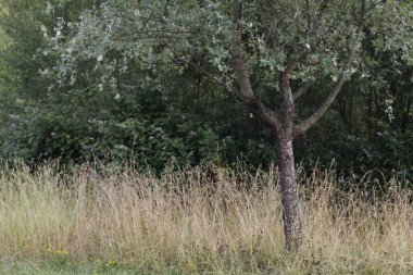 Bir şehir parkında bitki örtüsü
