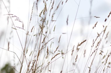 Bir şehir parkında bitki örtüsü