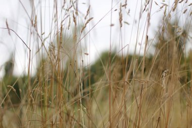 Bir şehir parkında bitki örtüsü