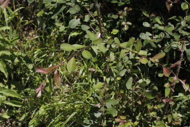 Bir şehir parkında bitki örtüsü