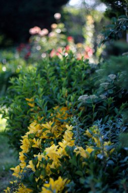 Bir şehir parkında bitki örtüsü