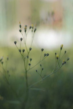Bir şehir parkında bitki örtüsü