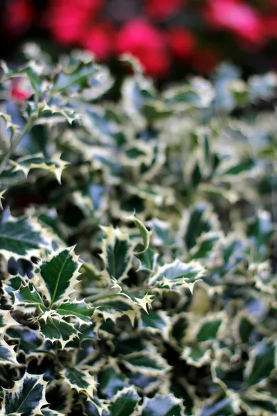 Vegetation Stadtpark — Stockfoto