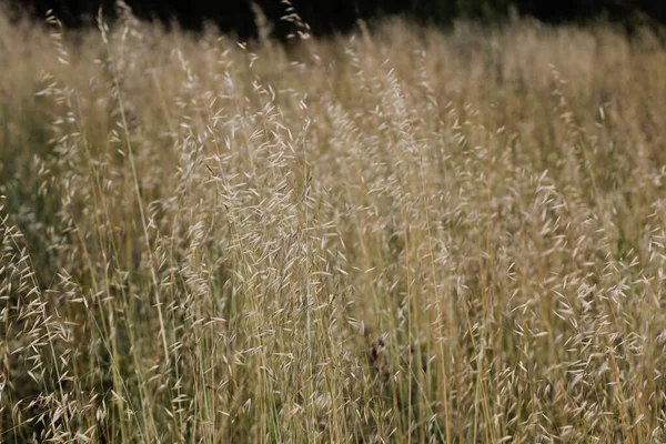 Vegetazione Parco Urbano — Foto Stock