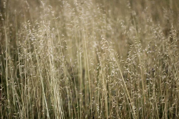 Vegetazione Parco Urbano — Foto Stock