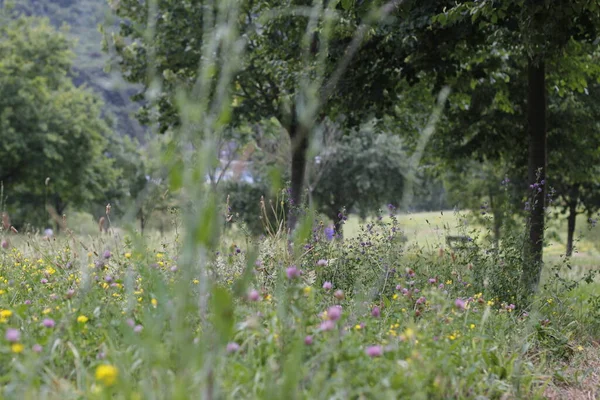 Vegetation Stadtpark — Stockfoto