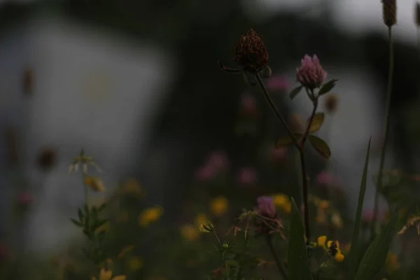 都会の公園での植生 — ストック写真