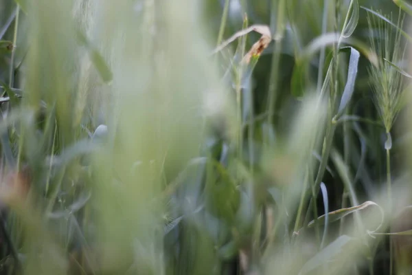 Vegetazione Parco Urbano — Foto Stock