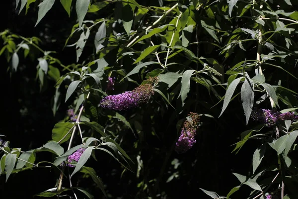 Végétation Dans Parc Urbain — Photo