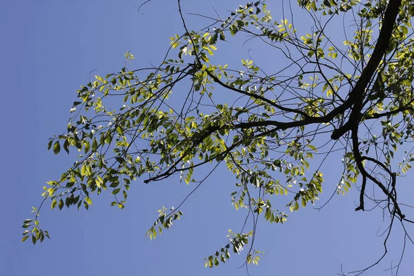 Vegetación Parque Urbano — Foto de Stock