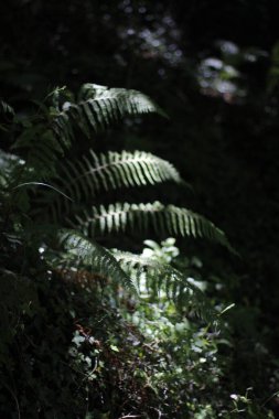 Kırsal kesimde bitki örtüsü