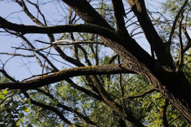 Kırsal kesimde bitki örtüsü