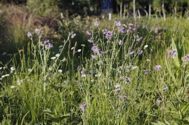 Kırsal kesimde bitki örtüsü
