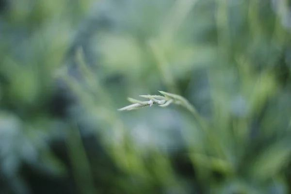 Kırsal Kesimde Bitki Örtüsü — Stok fotoğraf