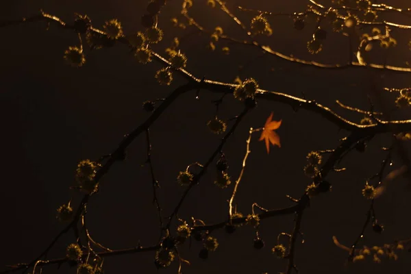 秋天夜晚的公园 — 图库照片