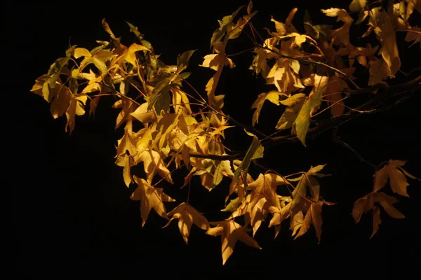 Park Herbst Bei Nacht — Stockfoto
