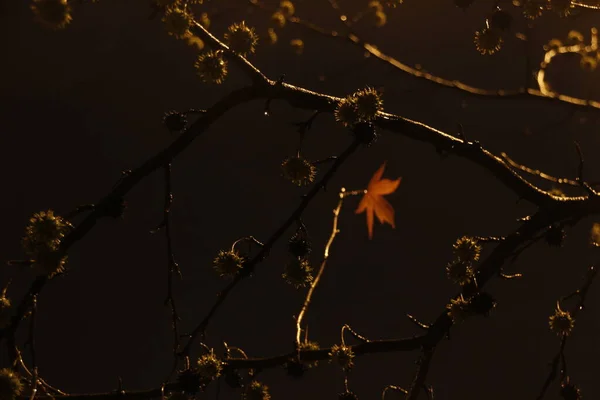 Parque Otoño Por Noche —  Fotos de Stock