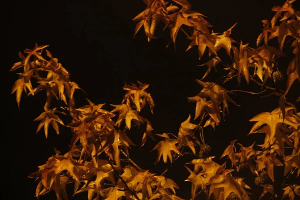 가을의 — 스톡 사진