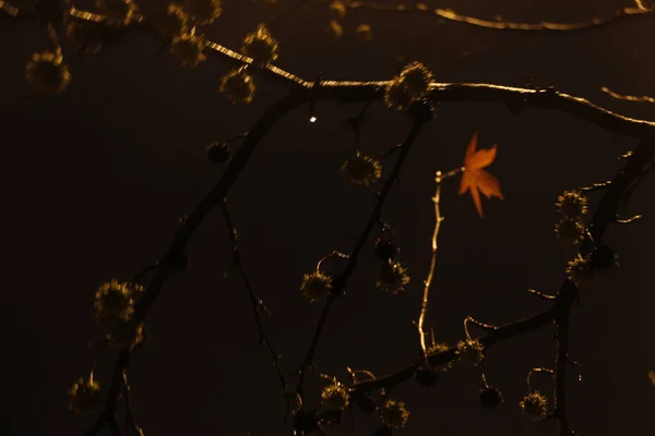 秋の夜の公園 — ストック写真