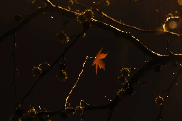 Πάρκο Φθινόπωρο Νύχτα — Φωτογραφία Αρχείου